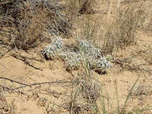 GDMBR: Teeny-Weeny Big Needle Cactus.